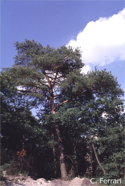 Pinus-sylvestris-pino-silvestre-Scots-Pine-Pollenflora-Foto-Piante-Foto-Carlo-Ferrari-Foto1-600px
