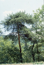Pinus-sylvestris-pino-silvestre-Scots-Pine-Pollenflora-Foto-Piante-Foto-Carlo-Ferrari-Foto2-150px