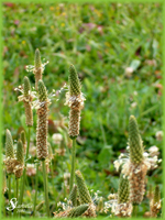 Plantago-lanceolata-plantago-lanciuola-Ribwort-Plantain-Pollenflora-Foto-Piante-Foto-Silvia-Marvelli-Foto1-150px