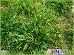 Plantago-lanceolata-plantago-lanciuola-Ribwort-Plantain-Pollenflora-Foto-Piante-Foto-Marco-Marchesini-150px