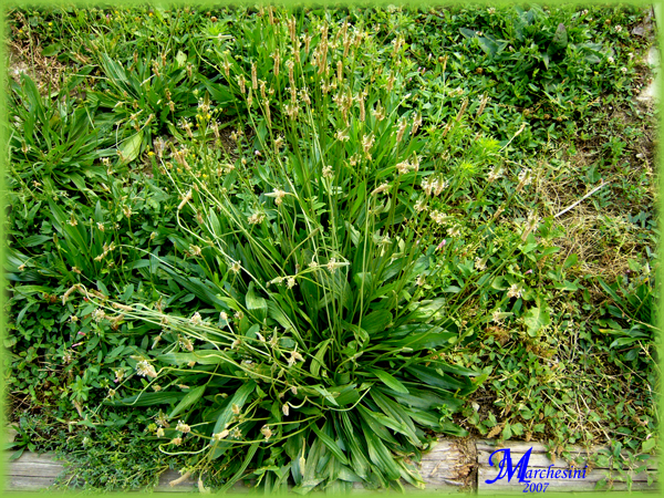 Plantago-lanceolata-plantago-lanciuola-Ribwort-Plantain-Pollenflora-Foto-Piante-Foto-Marco-Marchesini-600px