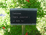 Punica-granatum-var.-nana-pomo-granato-Pomegranate-Pollenflora-Foto-Piante-Foto-Carla-Alberta-Accorsi-Foto1-Cartellino-150px