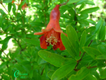 Punica-granatum-var.-nana-pomo-granato-Pomegranate-Pollenflora-Foto-Piante-Foto-Carla-Alberta-Accorsi-Foto3-Fiore-150px