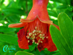 Punica-granatum-var.-nana-pomo-granato-Pomegranate-Pollenflora-Foto-Piante-Foto-Carla-Alberta-Accorsi-Foto4-Fiore-Ingr.-150px