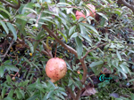 Punica-granatum-var.-nana-pomo-granato-Pomegranate-Pollenflora-Foto-Piante-Foto-Carla-Alberta-Accorsi-Foto5-Frutto-150px