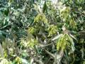 Quercus-ilex-leccio-Evergreen Oak-Pollenflora-Foto-Piante-Foto-Carla-Aberta-Accorsi-150px