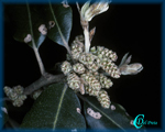 Quercus-ilex-leccio-Evergreen Oak-Pollenflora-Foto-Piante-Foto-Carlo-Del-Prete-Foto1-150px