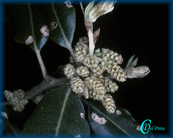 Quercus-ilex-leccio-Evergreen Oak-Pollenflora-Foto-Piante-Foto-Carlo-Del-Prete-Foto1-600px