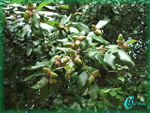 Quercus-ilex-leccio-Evergreen Oak-Pollenflora-Foto-Piante-Foto-Carlo-Del-Prete-Foto2-150px