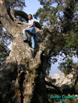 Quercus-ilex-leccio-Evergreen Oak-Pollenflora-Foto-Piante-Foto-Guido-Crudele-150px