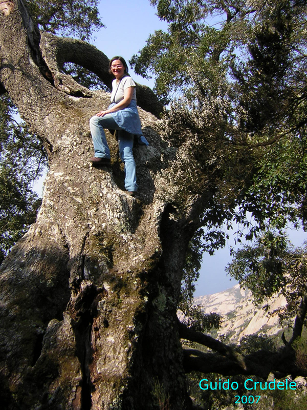 Quercus-ilex-leccio-Evergreen Oak-Pollenflora-Foto-Piante-Foto-Guido-Crudele-600px