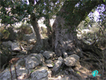 Quercus-ilex-leccio-Evergreen Oak-Pollenflora-Foto-Piante-FotoPaola-Torri-Foto1-150px