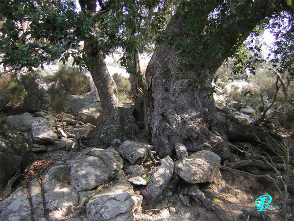 Quercus-ilex-leccio-Evergreen Oak-Pollenflora-Foto-Piante-FotoPaola-Torri-Foto1-600px