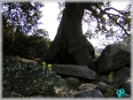 Quercus-ilex-leccio-Evergreen Oak-Pollenflora-Foto-Piante-FotoPaola-Torri-Foto2-150px