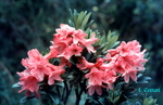 Rhododendron-ferrugineum-rododendro-rosso-Alpenrose-Pollenflora-Foto-Piante-Foto-Adolfo-Ferrari-150px