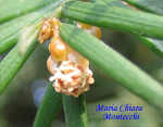 Taxus-baccata-tasso-Yew-Pollenflora-Foto-Piante-Foto-Maria-Chiara-Montecchi-Foto7-150px