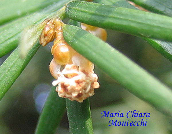 Taxus-baccata-tasso-Yew-Nuvola-polline-Pollenflora-Foto-Piante-Foto-Maria-Chiara-Montecchi-Foto7-600px
