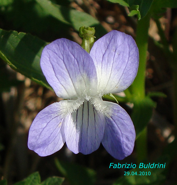 Viola-elatior-viola-magiore-Tall-Violet-Pollenflora-Foto-Piante-Foto-Fabrizio Buldrini-Foto2-600px