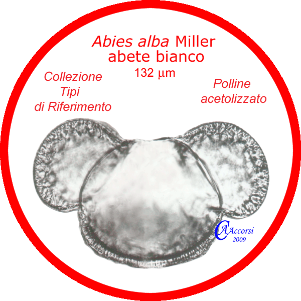 Abies-allba-abete-bianco-Silver-Fir-Polline-Pollen-Tipi-di-Riferimento-Acetolizzati-Pollenflora-MORFOpalinologia-Foto-Carla-Alberta-Accorsi-Foto1-600px