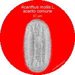 Acanthus-mollis-acanto-comune-Bear's-Breech-Polline-Pollen-Tipi-di-Riferimento-Acetolizzati-Pollenflora-MORFOpalinologia-Foto-Carla-Alberta-Accorsi-Foto2-150px