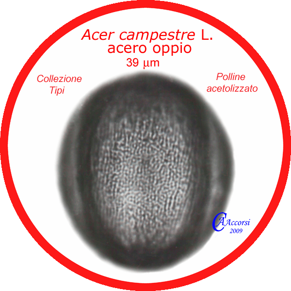 Acanthus-mollis-acanto-comune-Bear's-Breech-Polline-Pollen-Tipi-di-Riferimento-Acetolizzati-Pollenflora-MORFOpalinologia-Foto-Carla-Alberta-Accorsi-Foto1-600px