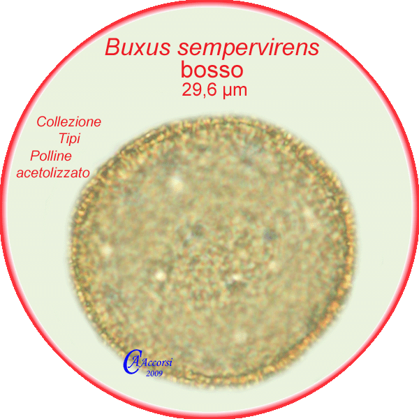 Buxus-sempervirens-bosso-Box-Polline-Pollen-Tipi-di-Riferimento-Acetolizzati-Pollenflora-MORFOpalinologia-Foto-Carla-Alberta-Accorsi-600px