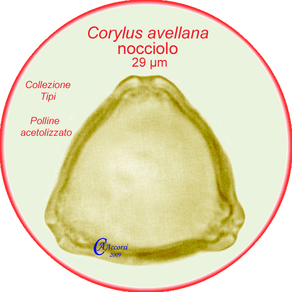 Corylus-avellana-nocciolo-Hazel-Polline-Pollen-Tipi-di-Riferimento-acetolizzati-Pollenflora-MORFOpalinologia-Foto-Accorsi-600px