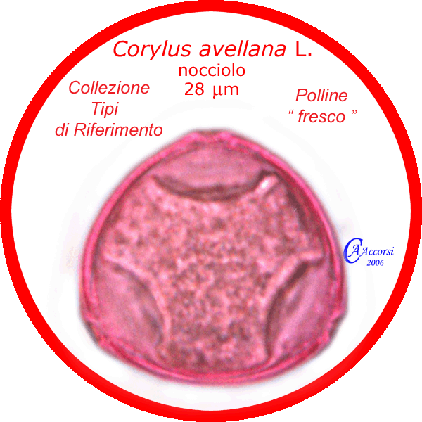 Corylus-avellana-nocciolo-Hazel-Polline-Pollen-Tipi-di-Riferimento-"Freschi"-Pollenflora-MORFOpalinologia-Foto-Carla-Alberta-Accorsi-600px
