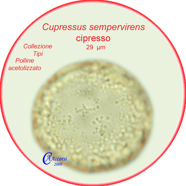 Cupressus-sempervirens-cipresso-Italian-Cypress-Polline-Pollen-Tipi-di-Riferimento-acetolizzati-Pollenflora-MORFOpalinologia-Foto-Accorsi-600px