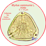 Myrtus-communis-mirto-Common-mirtle-Polline-Pollen-Tipi-di-Riferimento-Acetolizzati-Pollenflora-MORFOpalinologia-Foto-Carla-Alberta-Accorsi-150px