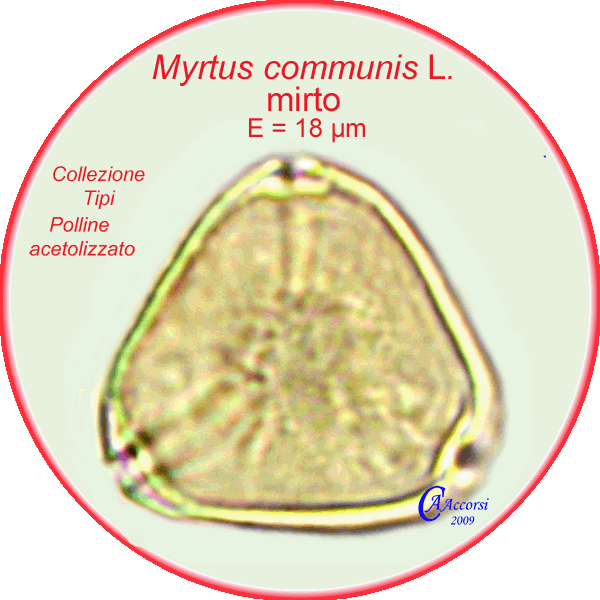 Myrtus-communis-mirto-Common-mirtle-Polline-Pollen-Tipi-di-Riferimento-Acetolizzati-Pollenflora-MORFOpalinologia-Foto-Carla-Alberta-Accorsi-600px