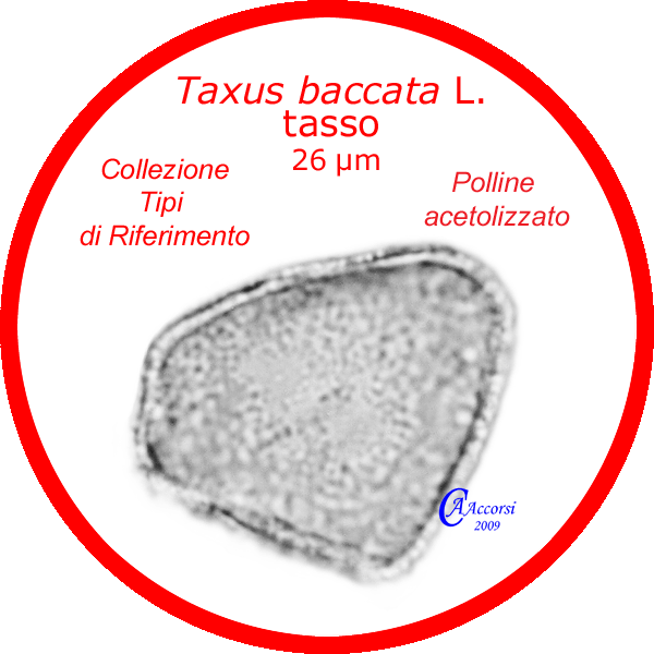 Taxus-baccata-tasso-Yew-Polline-Pollen-Tipi-di-Riferimento-acetolizzati-Pollenflora-MORFOpalinologia-Foto-Accorsi-Foto1-600px