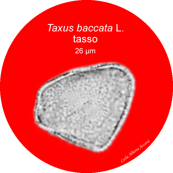 Taxus-baccata-tasso-Yew-Polline-Pollen-Tipi-di-Riferimento-acetolizzati-Pollenflora-MORFOpalinologia-Foto-Foto2-Accorsi-600px