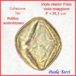 Viola-elatior-viola-maggiore-Polline-Pollen-Tipi-di-Riferimento-acetolizzati-Pollenflora-MORFOpalinologia-Foto-Paola-Torri-Foto1-150px