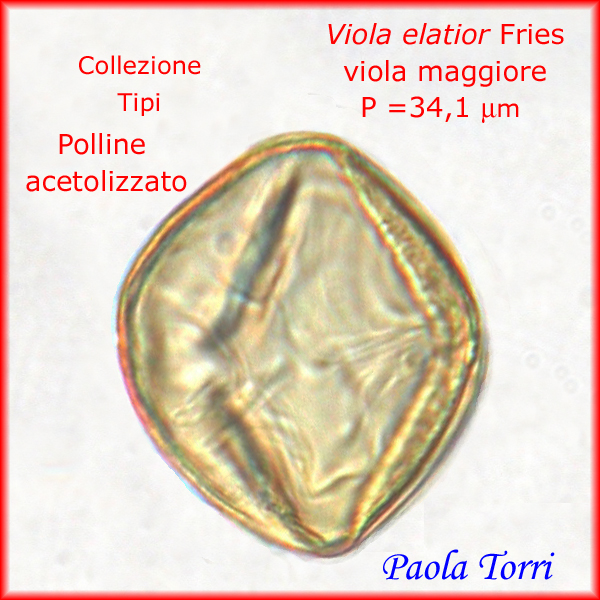Viola-elatior-viola-maggiore-Polline-Pollen-Tipi-di-Riferimento-acetolizzati-Pollenflora-MORFOpalinologia-Foto-Paola-Torri-Foto1-600px