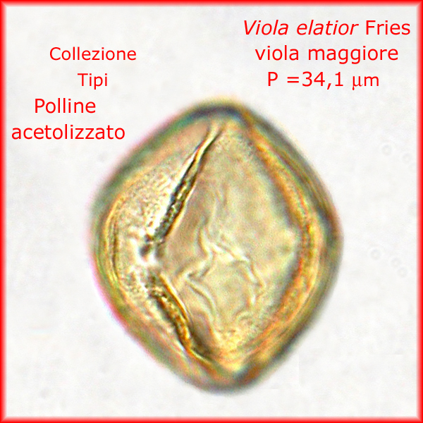 Viola-elatior-viola-maggiore-Polline-Pollen-Tipi-di-Riferimento-acetolizzati-Pollenflora-MORFOpalinologia-Foto-Paola-Torri-Foto2-600px