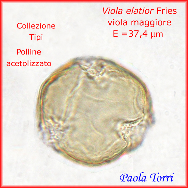 Viola-elatior-viola-maggiore-Polline-Pollen-Tipi-di-Riferimento-acetolizzati-Pollenflora-MORFOpalinologia-Foto-Paola-Torri-Foto6-600p