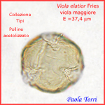 Viola-elatior-viola-maggiore-Polline-Pollen-Tipi-di-Riferimento-acetolizzati-Pollenflora-MORFOpalinologia-Foto-Paola-Torri-Foto7-150px