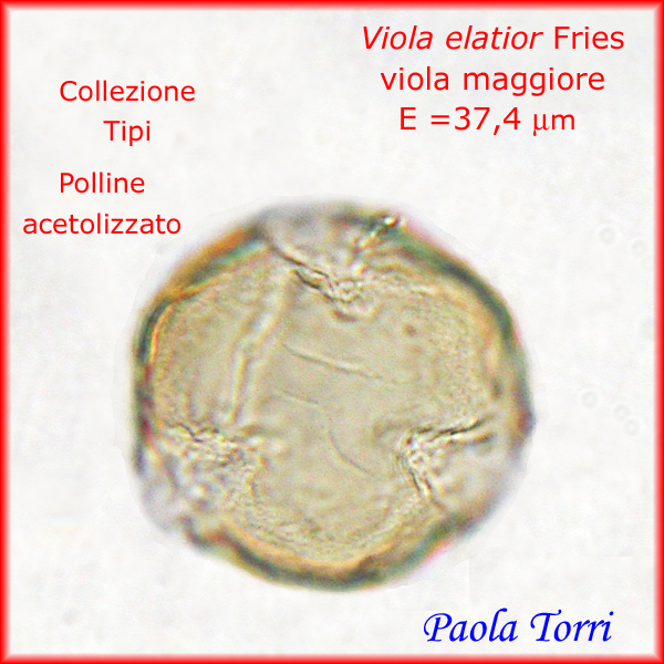 Viola-elatior-viola-maggiore-Polline-Pollen-Tipi-di-Riferimento-acetolizzati-Pollenflora-MORFOpalinologia-Foto-Paola-Torri-Foto7-600p