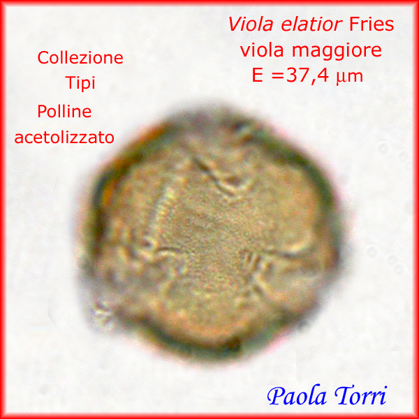 Viola-elatior-viola-maggiore-Polline-Pollen-Tipi-di-Riferimento-acetolizzati-Pollenflora-MORFOpalinologia-Foto-Paola-Torri-Foto8600p