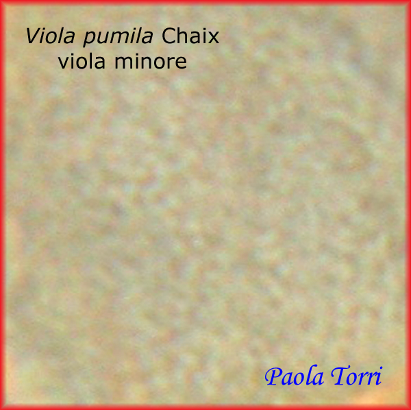 Viola-pumila-viola-minore-Polline-Pollen-Tipi-di-Riferimento-acetolizzati-Pollenflora-MORFOpalinologia-Foto-Paola-Torri-Foto4-600px
