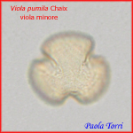 Viola-pumila-viola-minore-Polline-Pollen-Tipi-di-Riferimento-acetolizzati-Pollenflora-MORFOpalinologia-Foto-Paola-Torri-Foto6-150px