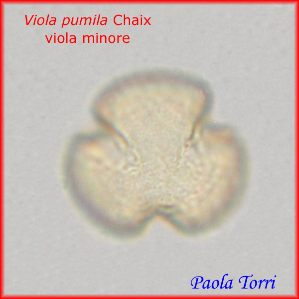 Viola-pumila-viola-minore-Polline-Pollen-Tipi-di-Riferimento-acetolizzati-Pollenflora-MORFOpalinologia-Foto-Paola-Torri-Foto6-600px