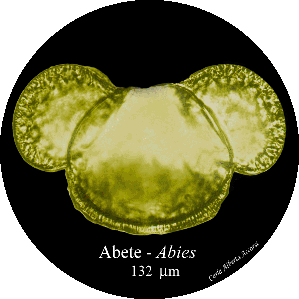 Abies-abete-Firs-Polline-Pollen-Disco-polline-Pollenflora-MUSEOpalinologia-Foto-Carla-Alberta-Accorsi-600px