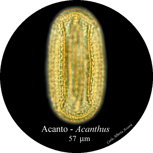 Acanthus-acanto-Bear's-Breeches-Polline-Pollen-Disco-polline-Pollenflora-MUSEOpalinologia-Foto-Carla-Alberta-Accorsi-600px
