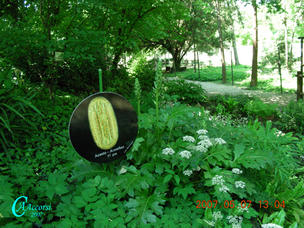 Acanthus-acanto-Bear's-breeches-Polline-Pollen-Disco-Polline-presso-pianta-Pollenflora-MUSEOpalinologia-Foto-Carla-Alberta-Accorsi-Foto2-600px