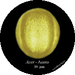 Acer-acero-Maples-Polline-Pollen-Disco-polline-Pollenflora-MUSEOpalinologia-Foto-Carla-Alberta-Accorsi-150px