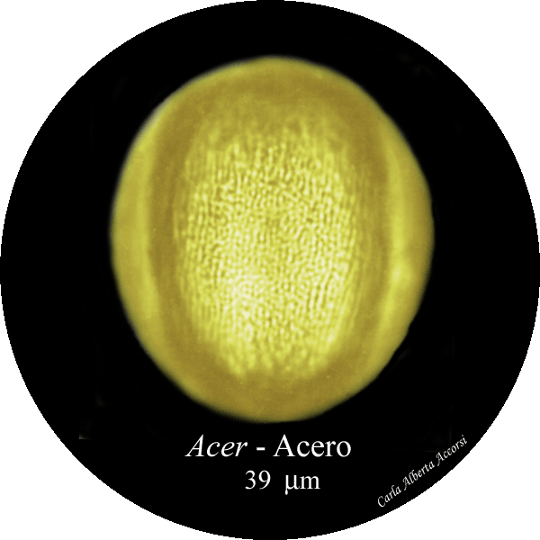 Acer-acero-Maples-Polline-Pollen-Disco-polline-Pollenflora-MUSEOpalinologia-Foto-Carla-Alberta-Accorsi-600px