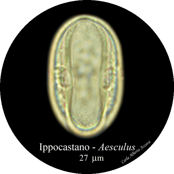 Aesculus-ippocastano-Horse-chestnuts-polline-pollen-Disco-polline-Pollenflora-MUSEOpalinologia-Foto-Carla-Alberta-Accorsi-600px