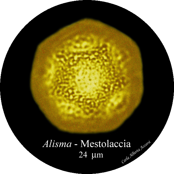 Alisma-mestolaccia-Water-plantains-Polline-Pollen-Disco-polline-Pollenflora-MUSEOpalinologia-Foto-Carla-Alberta-Accorsi-600px